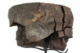 Fossil Hadrosaur Vertebra Centrum w/ Metal Stand - South Dakota #339926-1
